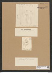 Diatomeae indet. (de-Toni-Nr.: Species 2969) Zeichnungen Sammlung Grunow Nr. 6057 (NHMW-BOT-W0374568)
